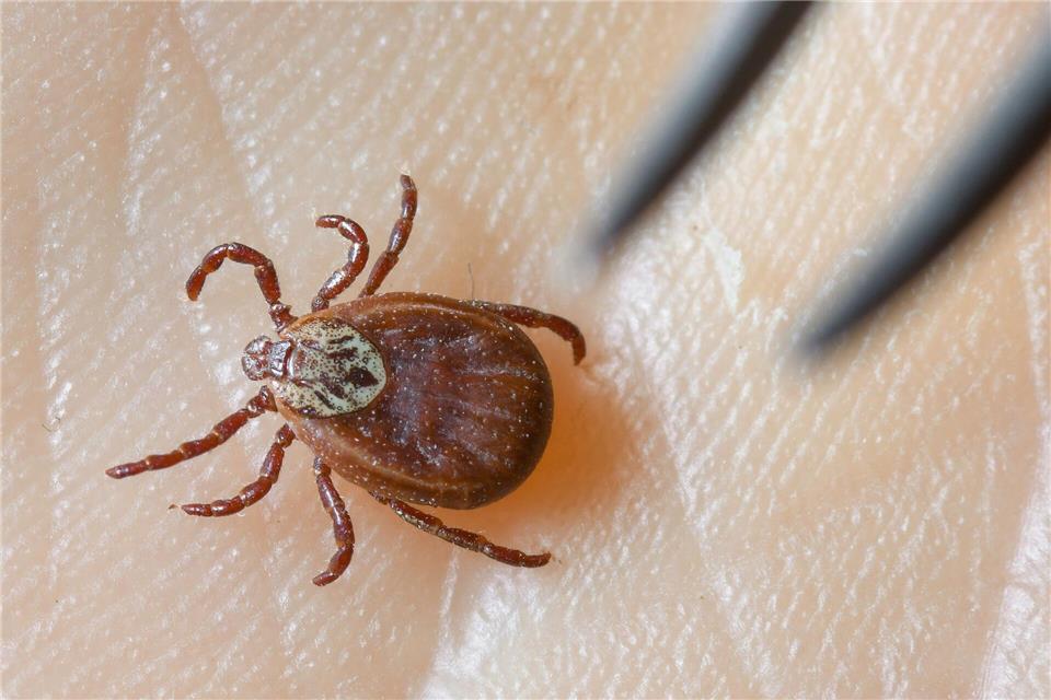 Wer viel draußen ist, sollte den Impfstatus prüfen und nach einem Zeckenstich auf Symptome achten. (Archivbild)Patrick Pleul/dpa-Zentralbild/dpa