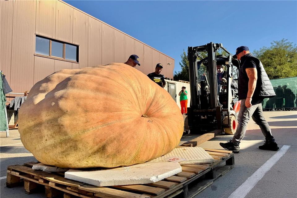 Wettbewerb der Riesen-Kürbisse: Der schwerste orangefarbene Koloss wog 1.034,8 Kilo. Lukas Kupke/Spargelhof Klaistow/dpa