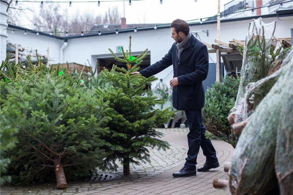 Wichtig beim Kauf: Ein frisch geschlagener Baum hat eine weiße Schnittstelle, während ältere Bäume meist eine graue Schnittstelle haben. Christin Klose/dpa-tmn