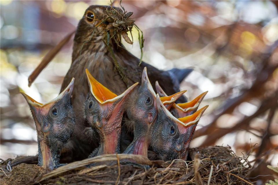 Wichtig für Singvögel sind naturnahe, insektenfreundliche Gärten. (Archivbild)Jens Büttner/dpa
