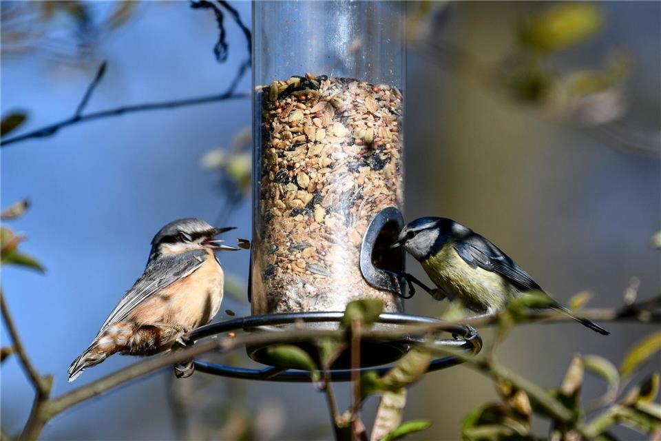 Wichtige Futterstellen: Trotz frühlingshafter Tage bleiben natürliche Futterquellen für Vögel im März oft knapp.Kirsten Neumann/dpa/dpa-tmn