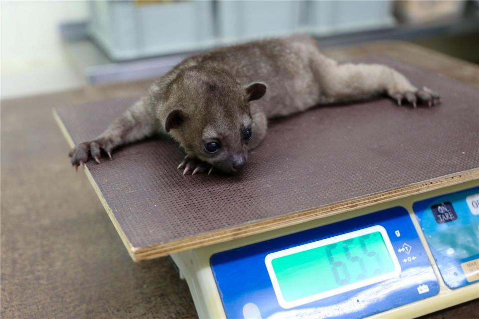 Wickelbären leben in Bäumen und kommen nur selten auf den Boden herunter.-/Zoo Berlin/dpa