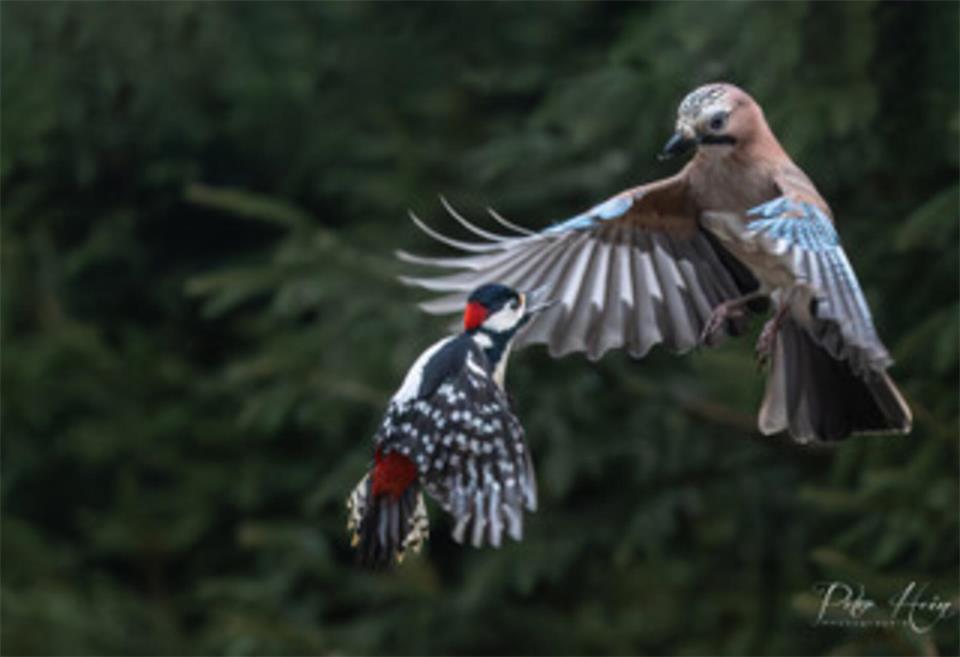 Wie bei allen Hobby-Fotografen war es für mich fast unmöglich ein Lieblingsbild ...