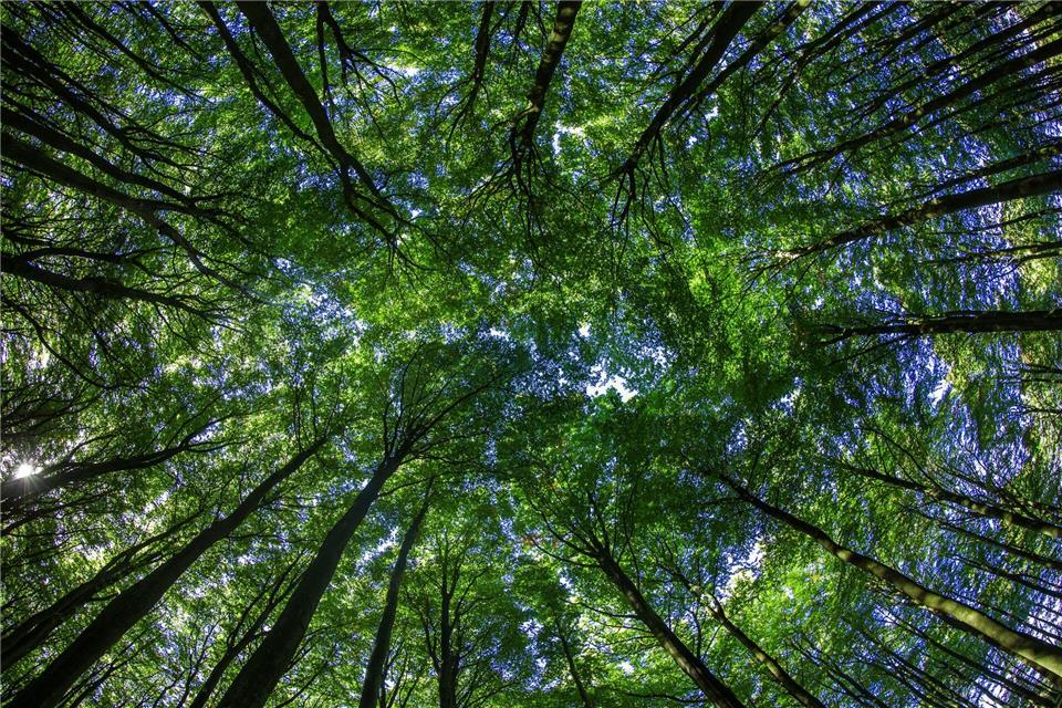 Wie bei anderen Finanzprodukten auch, sollte man das Risiko prüfen, bevor man sein Geld in Umwelt- oder Klimaschutzprojekte investiert.Jens Büttner/dpa/dpa-tmn