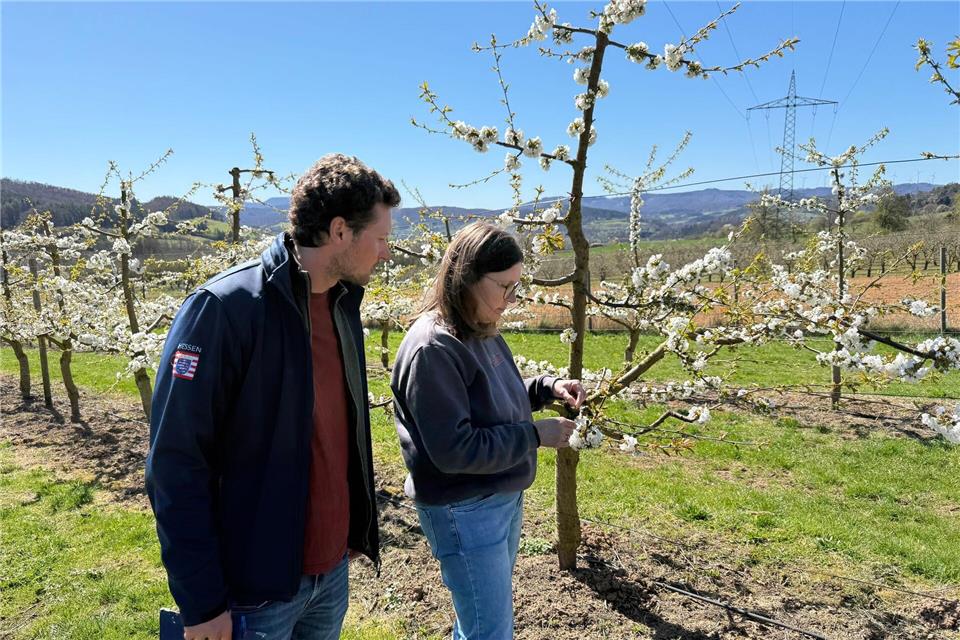 Wie die Kirschernte in dieser Saison ausfällt, ist noch nicht absehbar.Nicole Schippers/dpa