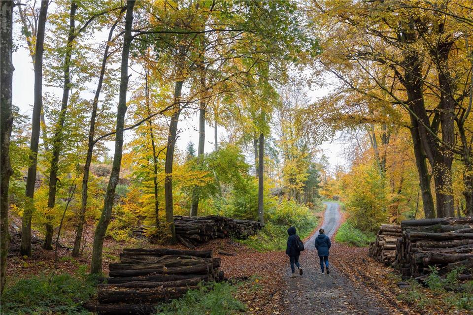 Wie geht es dem Wald? Der neue Waldzustandsbericht Wird nun vorgestellt (Archivbild).Helmut Fricke/dpa