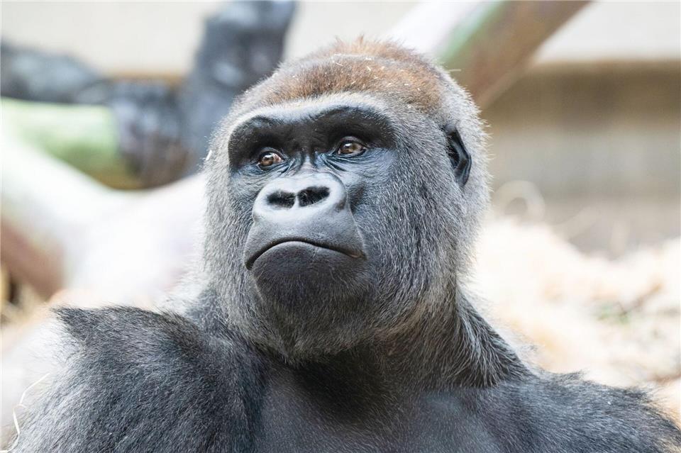 Wie geht es weiter mit dem Silberrücken Yeba?---/Zoo Basel/dpa