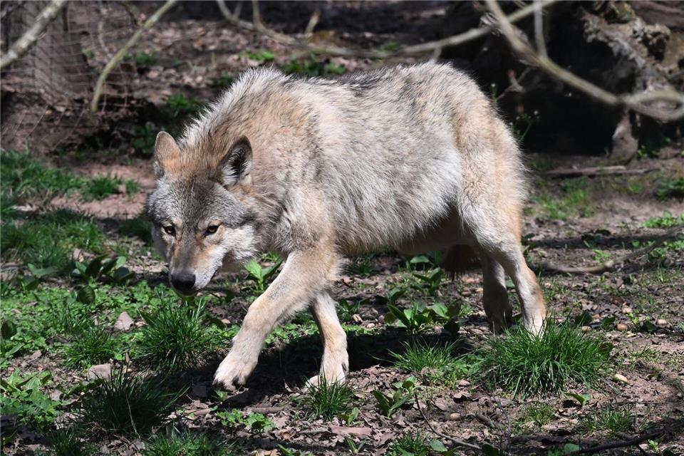 Wie geht es weiter mit dem Wolf in Brandenburg? Für die Landesregierung ist schon mal klar: Er wird ins Jagdrecht aufgenommen. (Symbolbild) Bernd Weißbrod/dpa