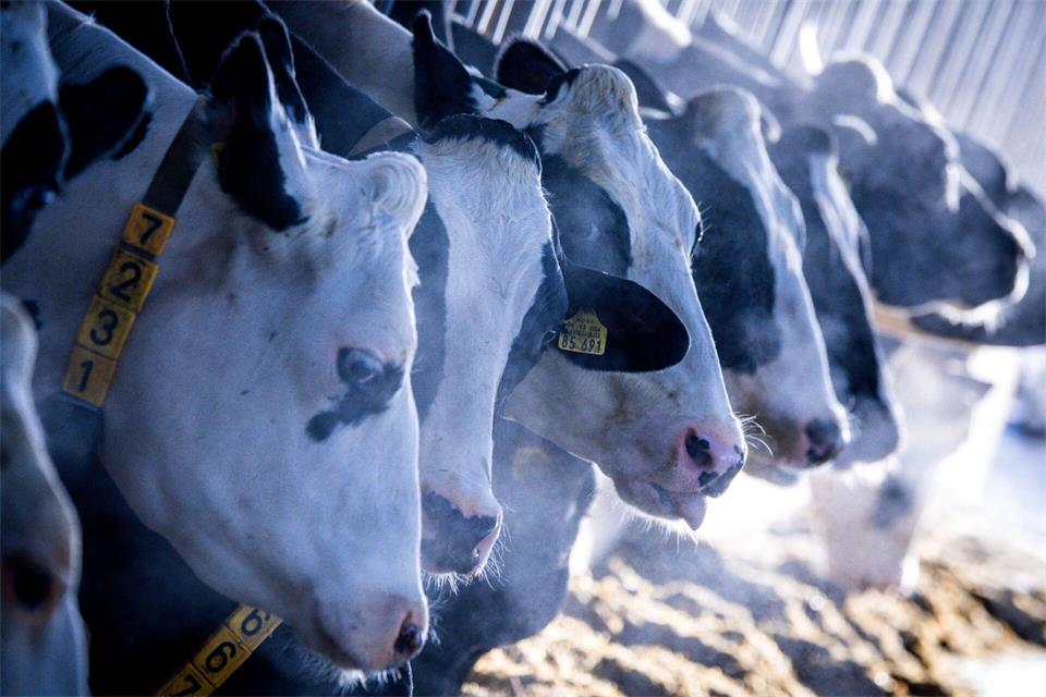 Wie geht es weiter mit der Tierhaltung in MV? Jens Büttner/dpa