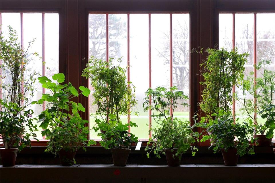 Wie geht’s den Pflanzen in ihrem Winterquartier? Wer keine Überraschungen erleben will, sollte das regelmäßig kontrollieren.Martin Schutt/dpa/dpa-tmn