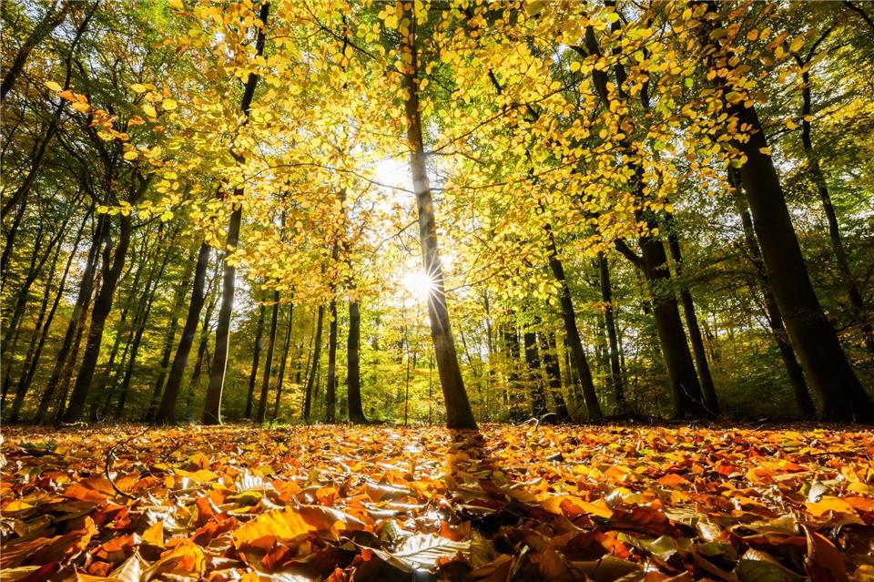 Niedersachsens Wälder leiden unter Folgen des Klimawandels Wie gesund ist der Wald in Niedersachsen? Der Waldzustandsbericht zeigt ein durchwachsenes Bild.Julian Stratenschulte/dpa
