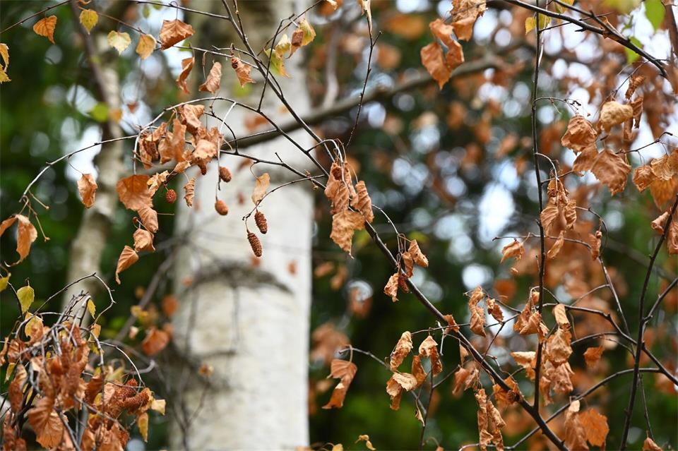 Wie groß das Ausmaß des Schadens infolge von Hitze und Trockenheit im Wald ist, lässt sich noch nicht sagen.Valentin Gensch/dpa
