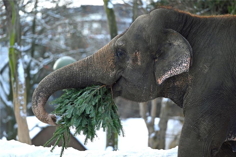 Wie in jedem Jahr werden im Januar die Bäume, die nicht das heimische Wohnzimmer geschmückt haben, im Berliner Zoo an die Tiere verfüttert. Elisa Schu/dpa