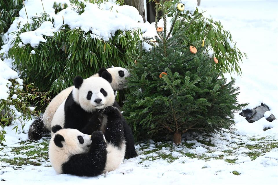 Wie in jedem Jahr werden im Januar die Bäume, die nicht das heimische Wohnzimmer geschmückt haben, im Berliner Zoo an die Tiere verfüttert.Elisa Schu/dpa