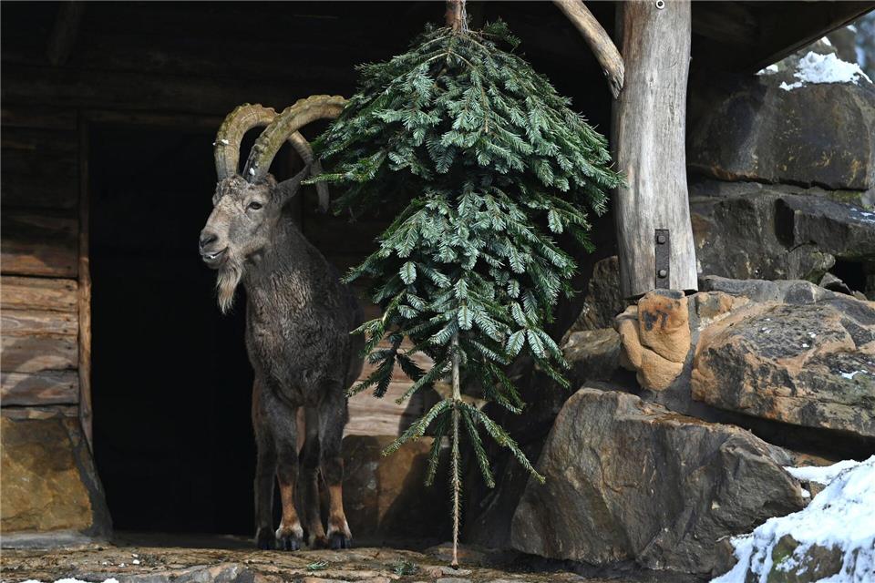 Wie in jedem Jahr werden im Januar die Bäume, die nicht das heimische Wohnzimmer geschmückt haben, im Berliner Zoo an die Tiere verfüttert.Elisa Schu/dpa