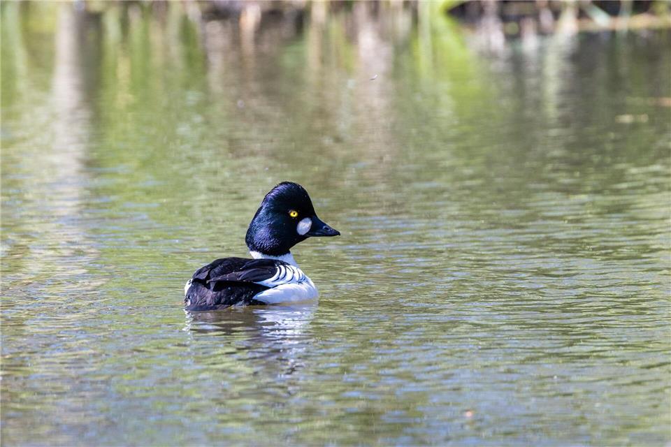 Wie kritisch kann die Wasserknappheit in der Spree werden? Mit dem Braunkohleausstieg fällt ein jahrzehntelanger Zufluss weg. (Symbolbild)Frank Hammerschmidt/dpa