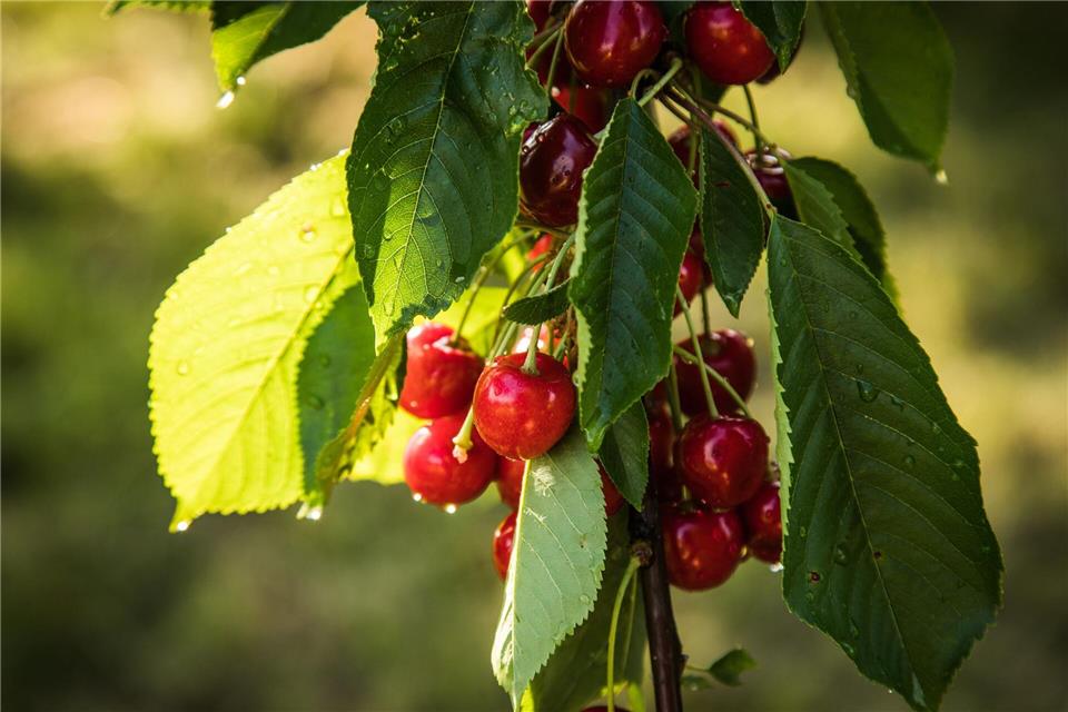 Wie schnell ein Obstbaum Früchte trägt, ist auch vom Alter und der Wuchsform abhängig.picture alliance / dpa-tmn