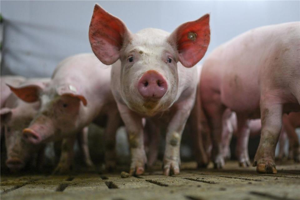 Großbrand - Schweinestall steht komplett in Flammen Wie viele Schweine den Flammen zum Opfer fielen, war zunächst unklar. (Symbolbild)Lars Penning/dpa