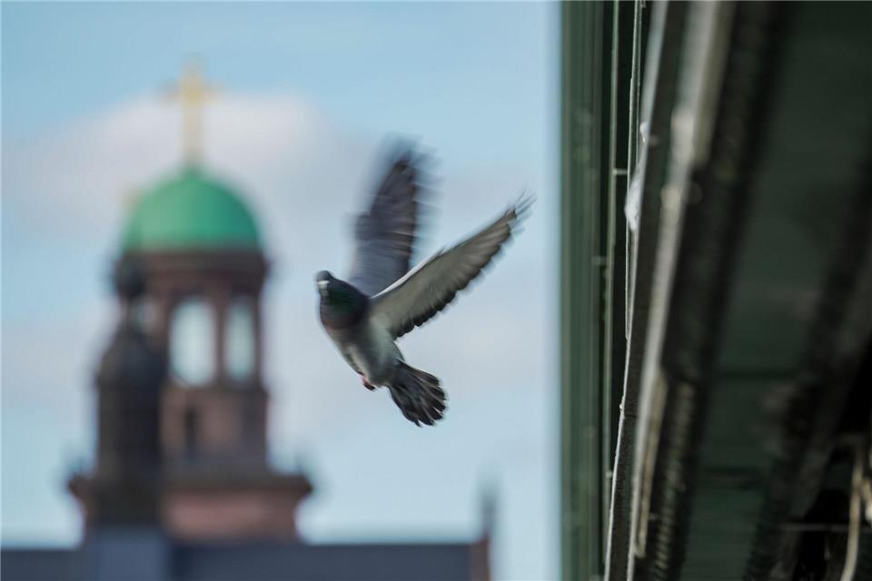 Wie viele Tauben genau in Frankfurt leben, ist unklar.Andreas Arnold/dpa