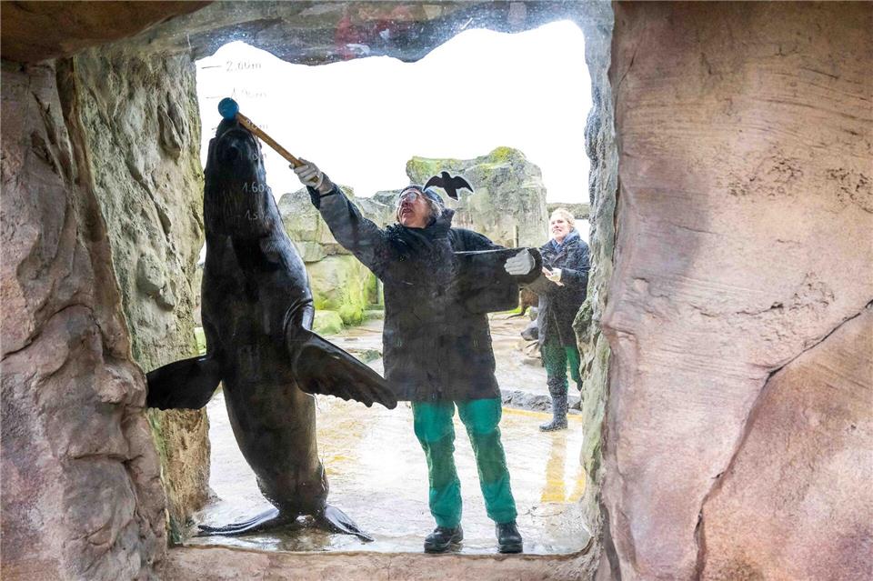 Wie viele Tiere leben im Zoo am Meer in Bremerhaven? Und wie groß sind sie? Das wollen die Tierpfleger und -pflegerinnen auch in diesem Jahr herausfinden. (Archivbild)Sina Schuldt/dpa