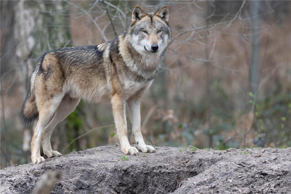 Wie viele Wölfe zurzeit in Hessen sind, ist schwer zu sagen - nicht alle Tiere werden sesshaft. (Symbolbild)Boris Roessler/dpa