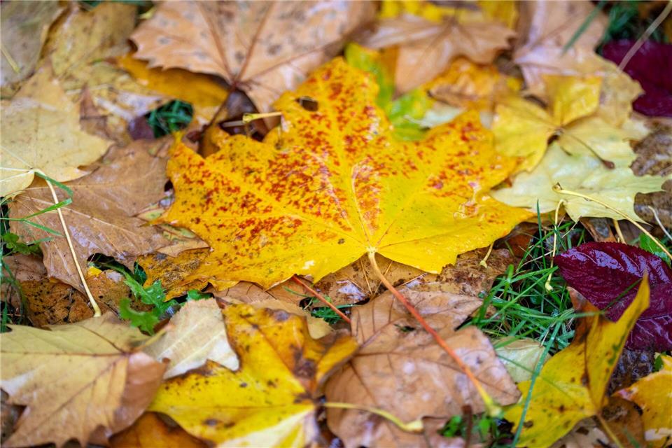 Wie war der Herbst? Nach der Berechnung des Deutschen Wetterdienstes fiel die Jahreszeit mild und sonnig aus. (Symbolbild)Soeren Stache/dpa