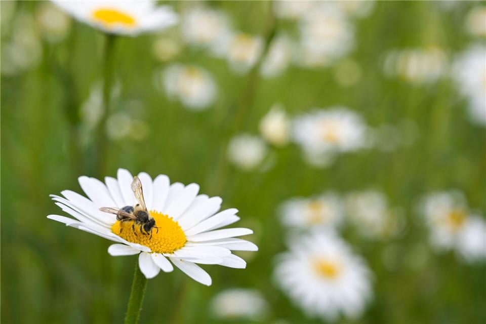 Wildblumen stehen lassen, Insekten helfen: Sie liefern wichtige Nahrung für viele Arten.Heiko Rebsch/dpa/dpa-tmn