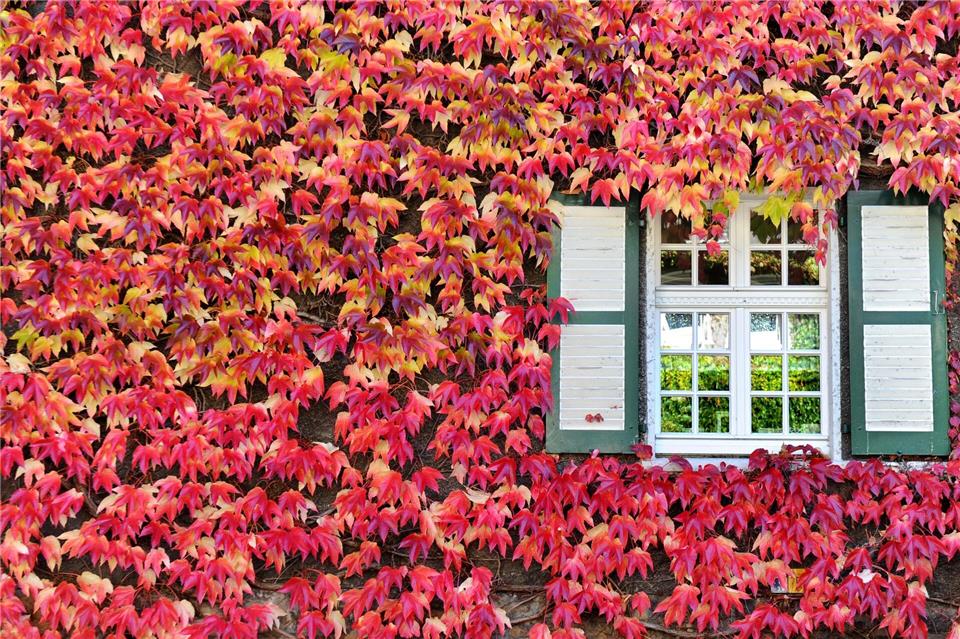 Wilder Wein ist ein Klassiker der Hausbegrünung - und nicht nur im Herbst ein wahrer Blickfang.Julian Stratenschulte/dpa/dpa-tmn
