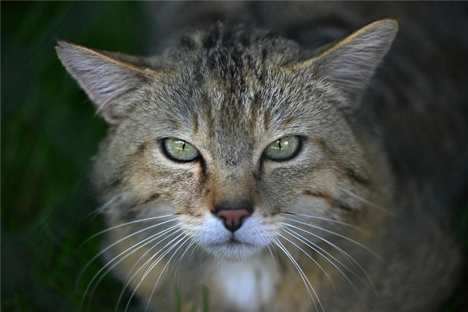 Wildkatzen galten in MV 200 Jahre lang als verschwunden. (Symbolbild)Martin Schutt/dpa