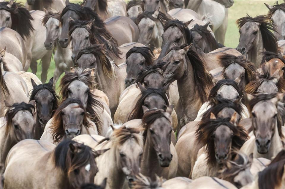 Wildpferde im Münsterland bei Dülmen - einmal im Jahr werden die Junghengste gefangen.Christoph Reichwein/dpa