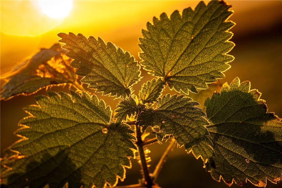 Wildpflanzen wie Brennnesseln oder Klee werden in vielen Gärten an jeder Stelle ausgerissen. (Archivbild)Sina Schuldt/dpa