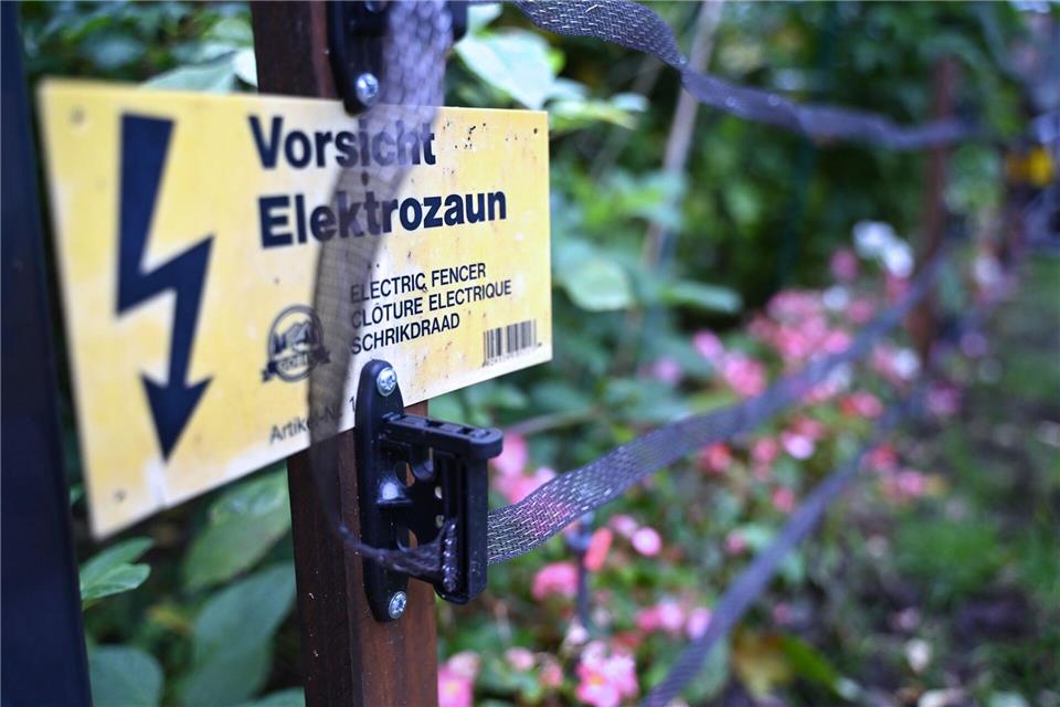 Wildschweine durchwühlen in Kleinmachnow Vorgärten und hinterlassen Schäden. Zum Schutz haben Anwohner Zäune aufgebaut. (Archivbild)Katharina Kausche/dpa