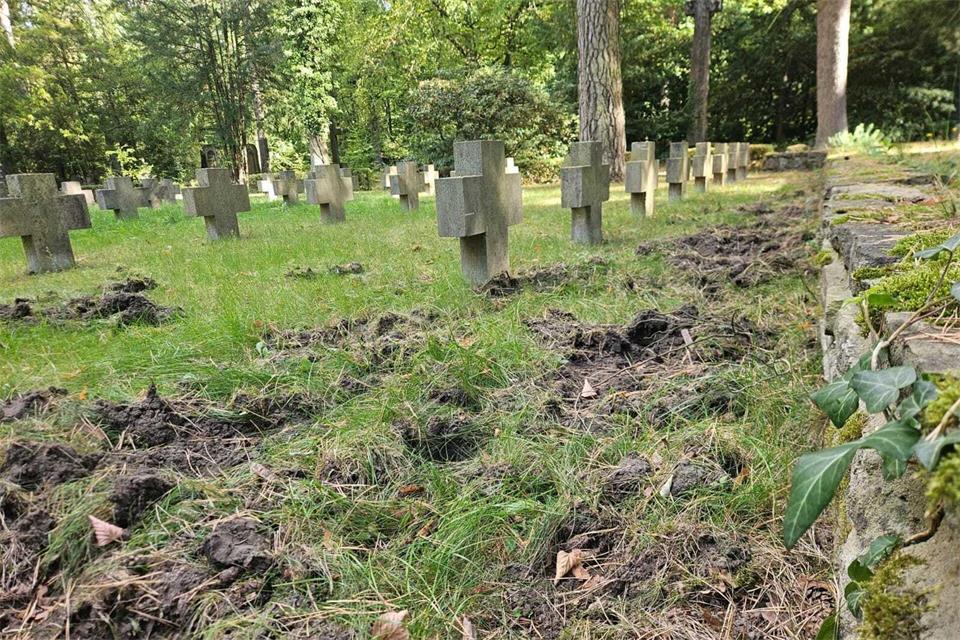 Wildschweine haben den Friedhof durchwühlt. (Archivbild)---/Südwestkirchhof Stahnsdorf/dpa