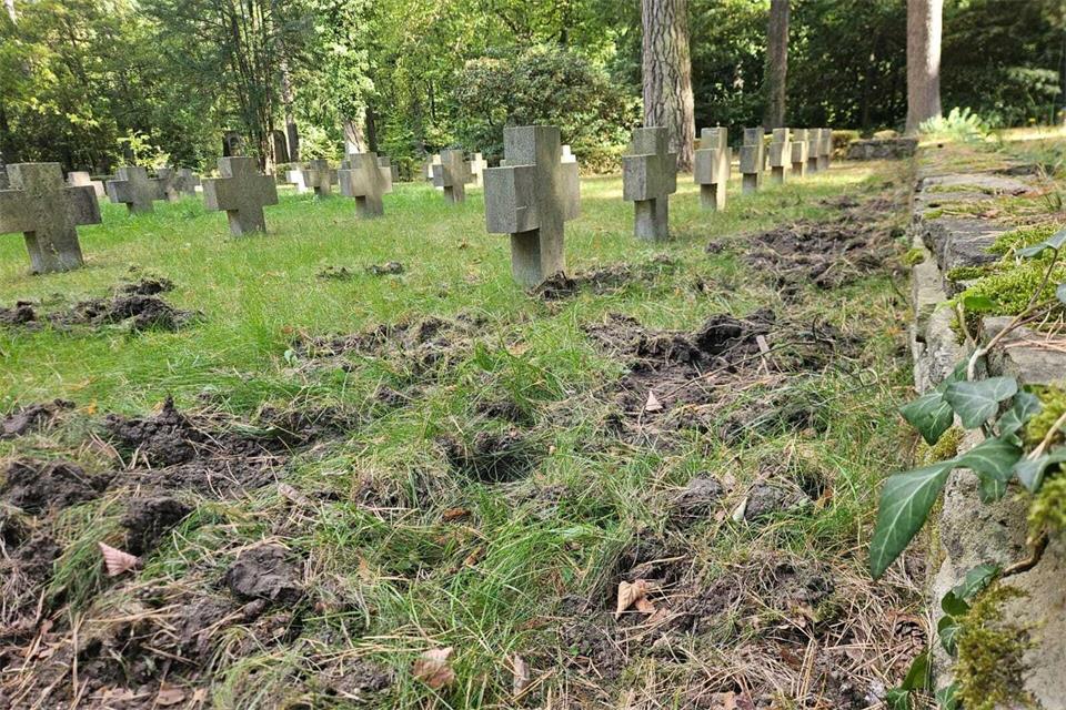 Wildschweine hinterlassen auf dem Stahnsdorfer Friedhof tiefe Spuren. ---/Südwestkirchhof Stahnsdorf/dpa