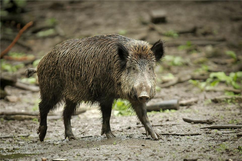 Wildschweine können durch ihre Ernährung Radioaktivität aufweisen. (Symbolbild)Fredrik von Erichsen/dpa
