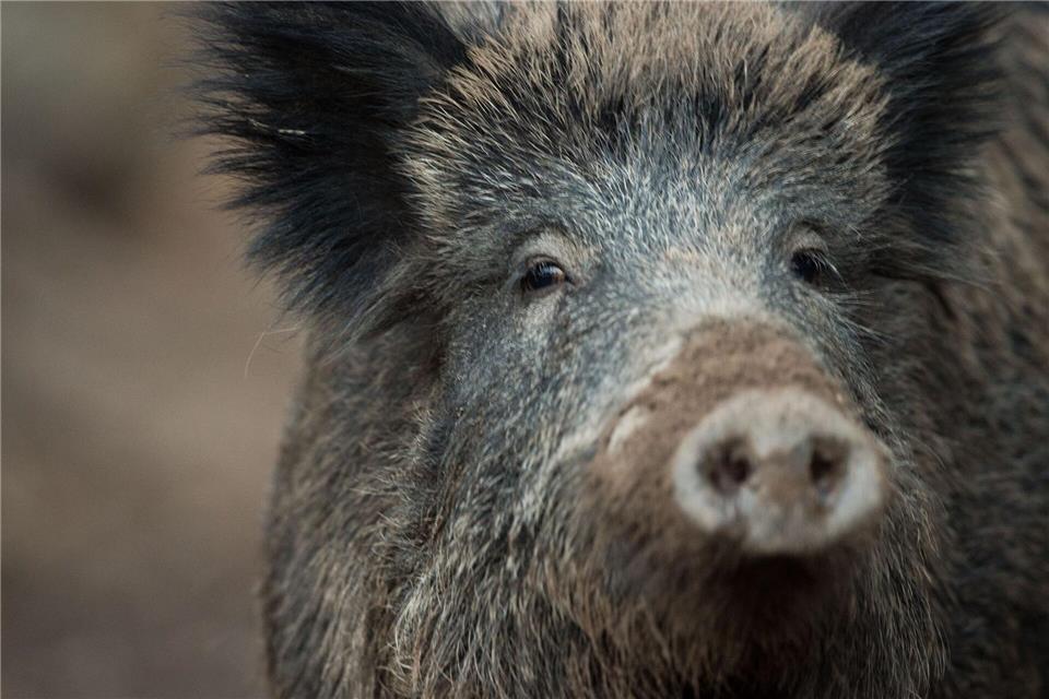 Wildschweine sind vermehrt in Magdeburger Grünanlagen unterwegs. (Symbolbild)Lino Mirgeler/dpa