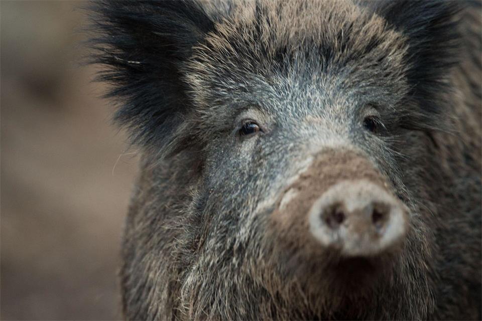 Wildschweine zählen auch in Deutschland zu den am meisten gejagten Wildtieren. (Archivbild)Lino Mirgeler/dpa