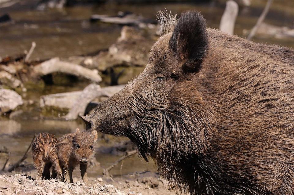 Wildschweinfleisch aus Gebieten mit Strahlenbelastung muss vor der Weitergabe oder dem Verkauf getestet werden. (Symbolfoto) Tino Plunert/dpa-Zentralbild/ZB