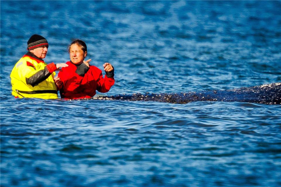 Wildtier und Minister: Umweltminister Till Backhaus war wiederholt direkt am Tier zu sehen.Jens Büttner/dpa