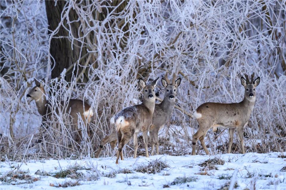 Wildtiere sind an tiefe Temperaturen angepasst - dennoch lauern Gefahren bei Schnee und Eis. Finden sie noch genügend Futter? (Archivbild)Patrick Pleul/dpa
