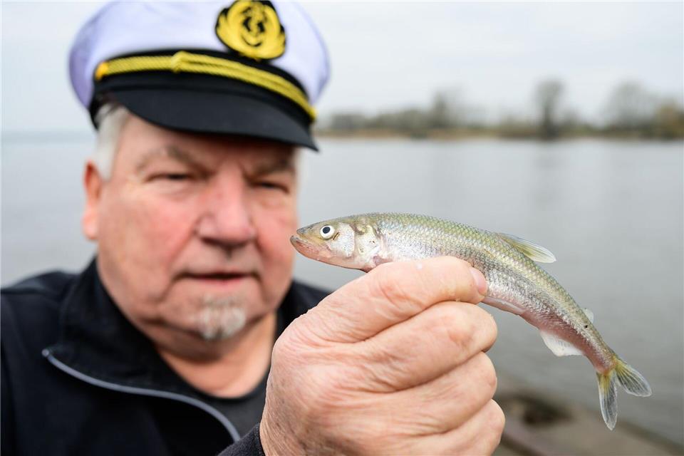 Wilhelm Grube hält einen frisch gefangenen Stint in der Hand (Archivbild). Die Stintsaison in der Elbe nimmt Fahrt auf.Philipp Schulze/dpa