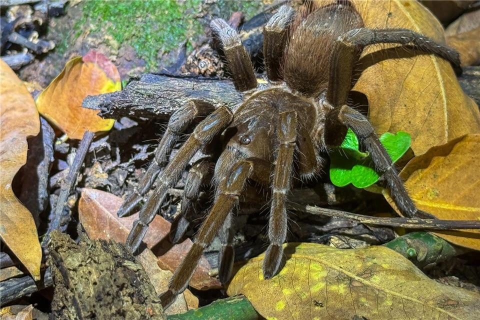 Will einfach ihre Ruhe haben: Diese Vogelspinne im Manzanillo-Nationalpark setzt auf ihre Tarnung - und tut nichts, wenn man ihr nichts tut. Steven Hille/dpa-tmn