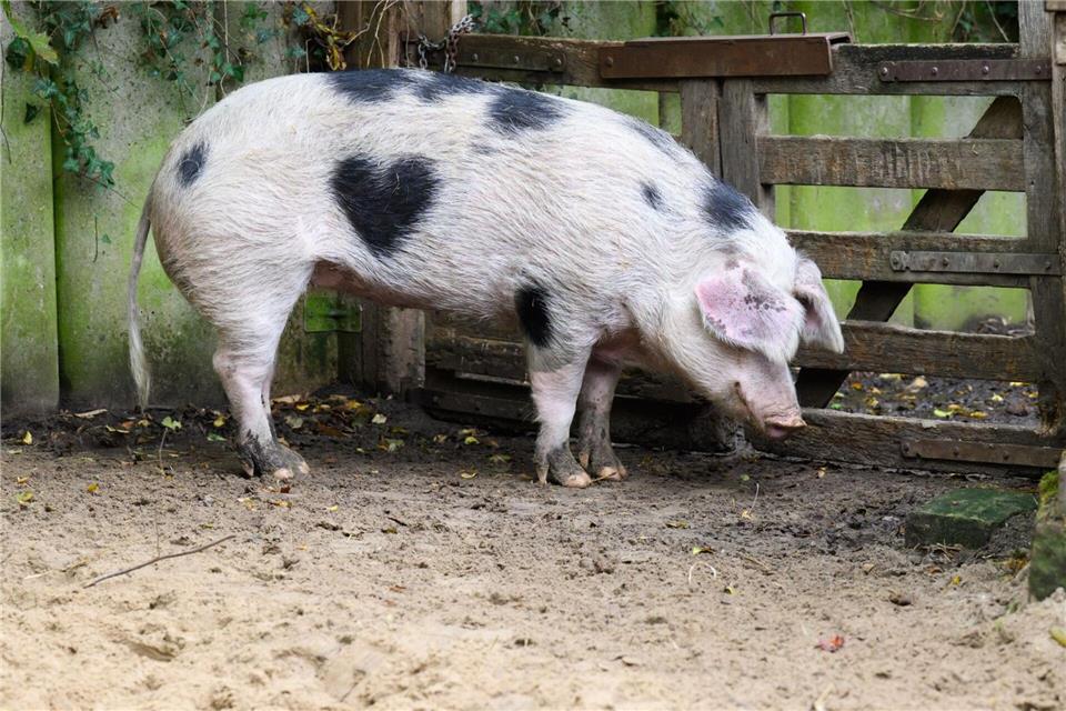 Wilma ist ein Schwein mit Herz.Julian Stratenschulte/dpa