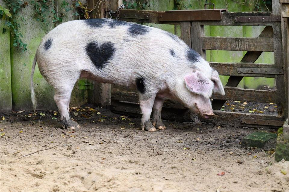 „Wilma“ wird von den Pflegern auch „Herzchen“ genannt.Julian Stratenschulte/dpa