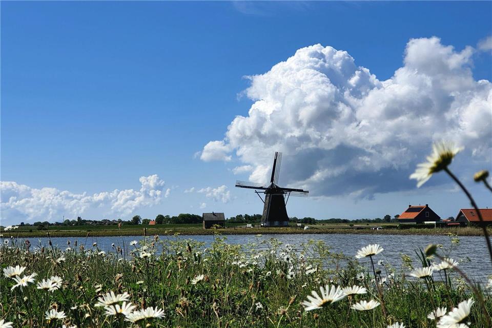 Texel für Foodies: Salzige Entdeckungen im Schafidyll Windmühle in Heet Noorden: Auch Texel bietet typische holländische Gebäude.Karin Willen/dpa-tmn