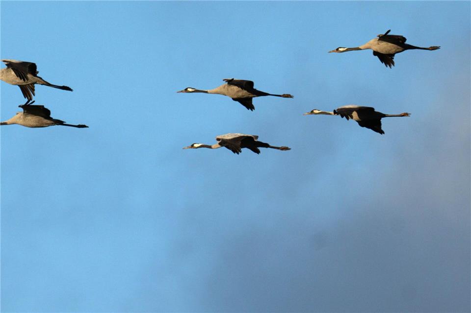 Winterflucht: Tausende Kraniche sind erst jetzt gen Süden losgezogen. (Symbolbild)Sina Schuldt/dpa
