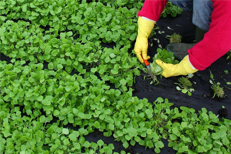 Winterportulak schmeckt leicht nussig und eignet sich gut für Salate.Patrick Pleul/dpa/dpa-tmn