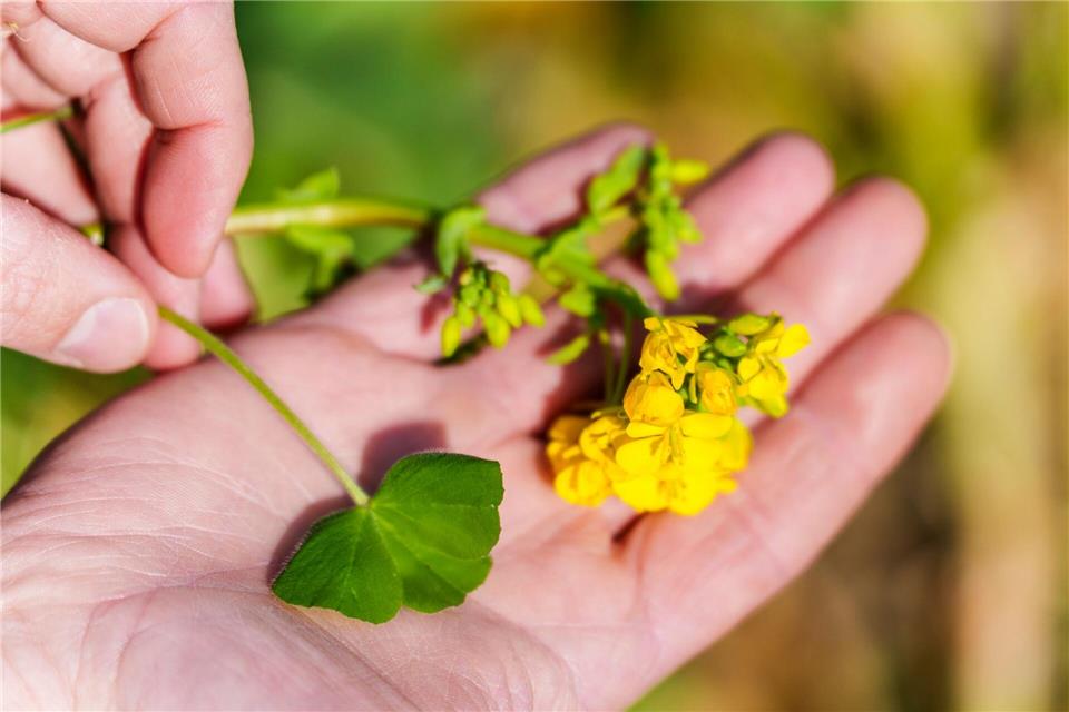 Winterrübse und Inkarnat-Klee gehören zu Schmitts Blühstreifen-Mischung. Andreas Arnold/dpa