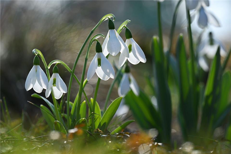 Winterruhe im Garten: Schneeglöckchen und Christrosen setzen erste Farbtupfer, während die Natur noch ruht.Martin Schutt/dpa