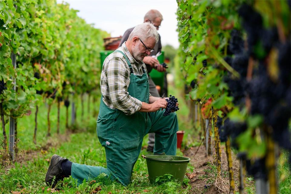 Winzer Jan Alvermann beginnt mit der Weinlese. A4258 Philipp Schulze/dpa